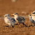 Baby Lesser Crested Terns, Kubbar Island, Kuwait